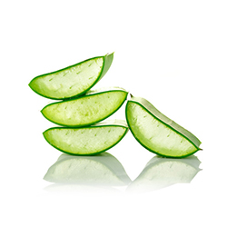 Aloe Vera Flesh Leaf